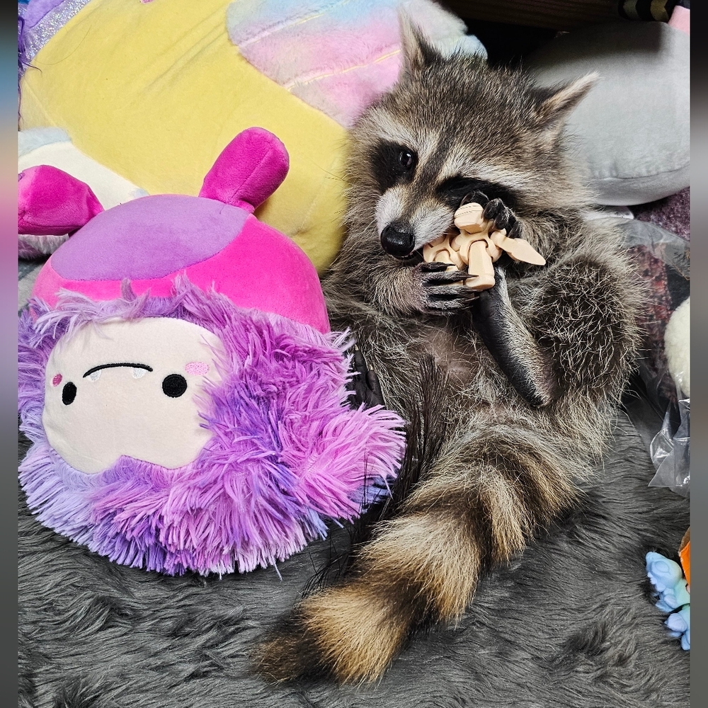 Donate For CALYPSO- Formula, Enrichment Toys & Incidental Care Items - Picture 3 of 15